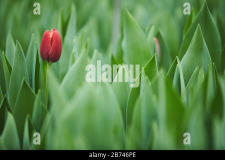 Gros plan d'une tulipe rouge qui pousse dans le jardin parmi les plantes vertes Banque D'Images