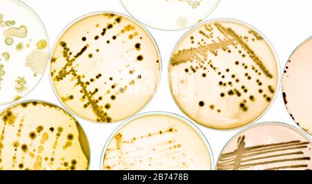 Mélange de colonies de bactéries et de champignons dans divers boîtes de Petri Banque D'Images