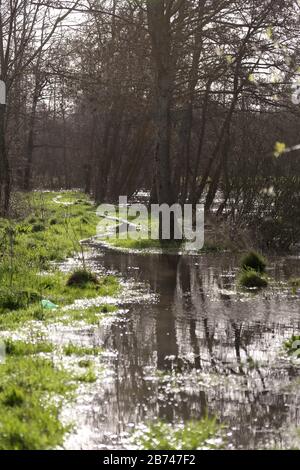 12 mars 2020. Rivière Canche près de Montreuil sur Mer, pas de Calais, France. Après des mois record de pluies, la rivière Canche près de Montreuil sur M Banque D'Images