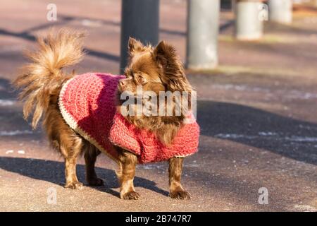 Un chien brun de Chihuahua se tient sur la route dans le parc Banque D'Images