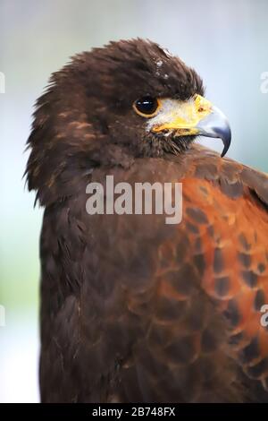 Fauconnerie. Oiseau de proie Harris hawk (Parabuteo unicinctus) sur l'exposition. Aussi connu sous le nom de faucon ailé de baie et faucon soyeux ici debout avec faucers jess ( Banque D'Images