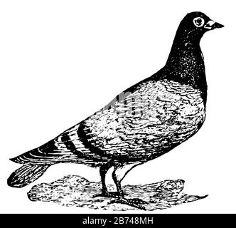 Les pigeons porteurs sont également connus sous le nom de pigeons à domicile, de dessin vintage ou d'illustration de gravure. Illustration de Vecteur