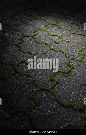 Les mauvaises herbes vertes poussent à partir des joints de pavés de béton gris dans la lumière pittoresque. Banque D'Images