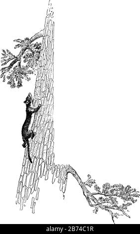 Weasel et arbre dans ce cadre, dessin vintage de ligne ou illustration de gravure. Illustration de Vecteur