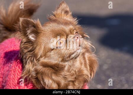 Un chien brun de Chihuahua se tient sur la route dans le parc Banque D'Images