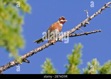 Pinède Bunting (Emberiza leucocephalos), mâle adulte assis sur branche dans l'épinette, lac Huvsgol, Mongolie | usage dans le monde entier Banque D'Images