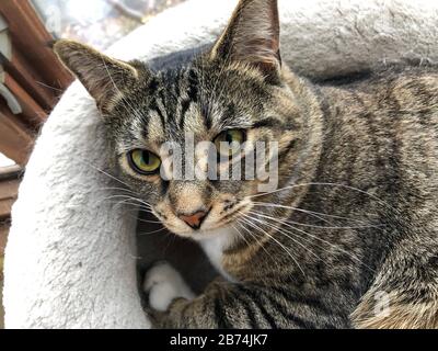 Le chat tabby gris repose. Banque D'Images