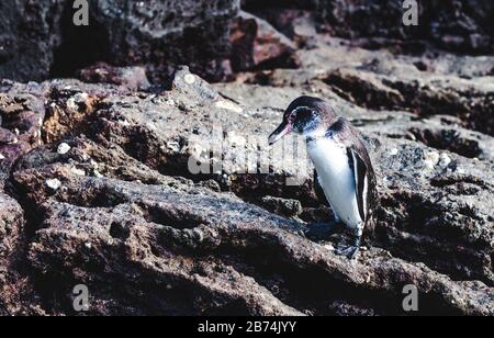 Le joli pingouin Galápagos isolé se dresse sur un rocher dans les îles Galapagos, en Équateur, après avoir nagé dans l'océan Pacifique Banque D'Images