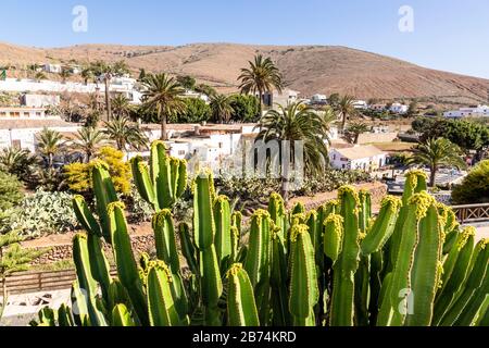 Un grand cactus dans la petite ville de Betancuria, l'ancienne capitale de l'île des Canaries de Fuerteventura Banque D'Images