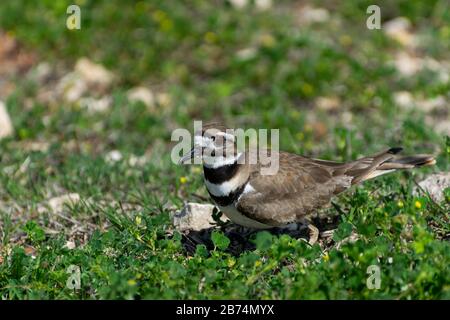 Petit oiseau Killbide avec ses marques rayées et ses yeux orange annelés debout sur un terrain rocheux entouré de trèfle vert et d'herbe. Banque D'Images