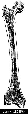 Le Fémur Droit a scié dans Deux illustrations De dessin Ou de gravure De ligne De Longueur, vintage. Illustration de Vecteur