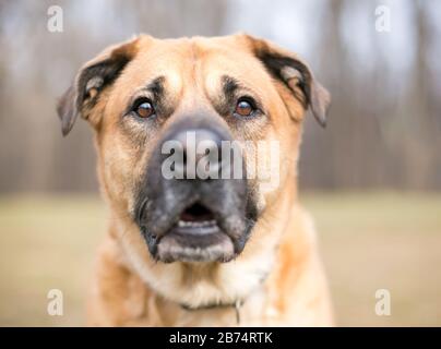 Gros plan sur un grand chien de race mélangée de berger brun avec une focalisation sélective sur les yeux Banque D'Images