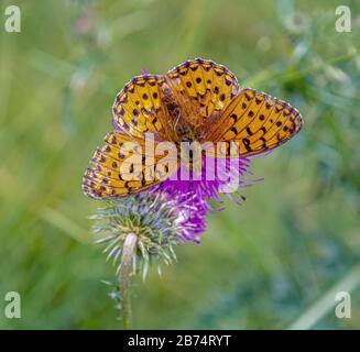 Frégate blanchie à l'argent (paphie Argynnis) papillon sur une fleur de maïs de montagne Banque D'Images