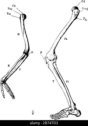 Cette illustration représente le squelette de bras et de jambe, le dessin de ligne vintage ou l'illustration de gravure. Illustration de Vecteur