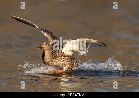 Un canard malard de poule Anas platyrhynchos débarquant sur un lac le soir Banque D'Images