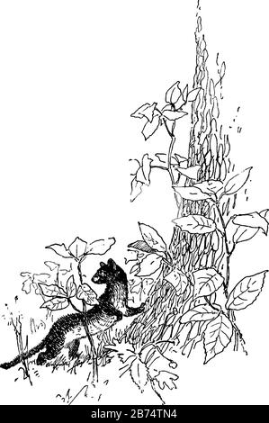 Weasel avec des feuilles dans ce cadre, dessin vintage de ligne ou illustration de gravure. Illustration de Vecteur