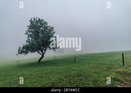 Solitude arbre debout dans un brouillard Banque D'Images