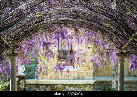 Arqué constructionr couvert avec des fleurs de wisteria pourpre lilas colorées au-dessus d'une allée d'escalier menant à une maison Banque D'Images