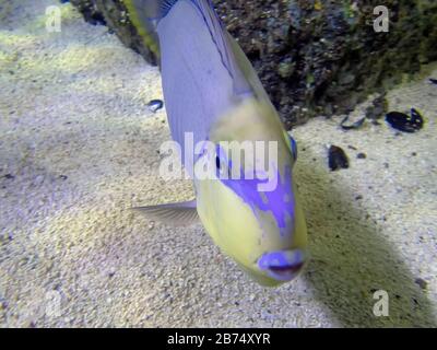 A Bignose Unicornfish (Naso vlamingii) Banque D'Images