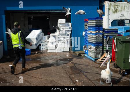 26.09.2019, Sydney, Nouvelle-Galles du Sud, Australie - un travailleur nettoie les boîtes vides sur le marché aux poissons de Sydney sur Blackwattle Bay à Pyrmont. [traduction automatique]