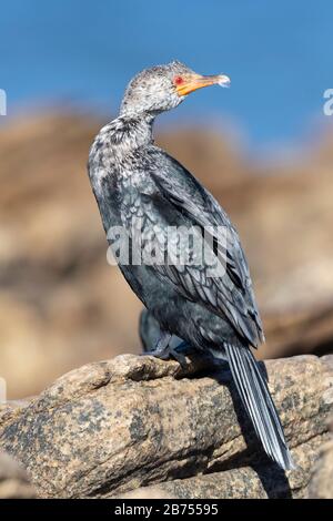 Cormorant couronné (Microcarbo coronatus), vue latérale d'un adulte dans un plumage non-reproducteurs perché sur un rocher, Mpumalanga, Afrique du Sud Banque D'Images