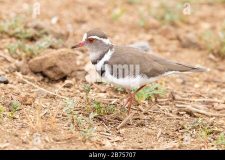 Pluvier à trois bandes (Charadrius tricollaris), vue latérale d'un adulte debout sur le terrain, Mpumalanga, Afrique du Sud Banque D'Images