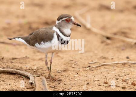 Pluvier à trois bandes (Charadrius tricollaris), adulte debout sur le terrain, Mpumalanga, Afrique du Sud Banque D'Images