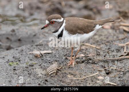 Pluvier à trois bandes (Charadrius tricollaris), vue latérale d'un adulte debout sur le terrain, Mpumalanga, Afrique du Sud Banque D'Images