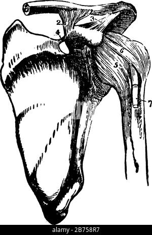 Cette illustration représente les os et Les Ligaments de l'articulation de l'épaule, du dessin de ligne vintage ou de l'illustration de gravure. Illustration de Vecteur