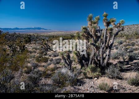 Joshua arbres dans la partie nord du désert de Mojave. L'emplacement est près d'Ivins, Utah, USA, dans le sud de l'Utah. Banque D'Images