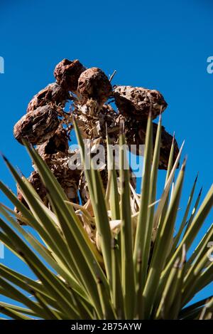 Joshua arbres dans la partie nord du désert de Mojave. L'emplacement est près d'Ivins, Utah, USA, dans le sud de l'Utah. Banque D'Images