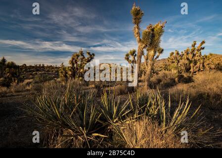 Joshua arbres dans la partie nord du désert de Mojave. L'emplacement est près d'Ivins, Utah, USA, dans le sud de l'Utah. Banque D'Images