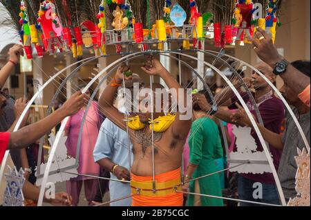 31.01.2018, Singapour, République de Singapour - la peau d'un hindou dévoré est percée sur le haut du corps avec des lances pendant qu'il se prépare dans le temple de Sri Srinivasa Perumal en Little India pour la procession au festival de Thaipusam, Qui mène au temple Sri Thendayuthapani sur Tank Road à 4 kilomètres. Pendant la procession, de nombreux adeptes de sexe masculin portent un Kavadi, qui est percé de crochets et de brochettes à travers la peau sur diverses parties du corps telles que le dos et la poitrine. [traduction automatique] Banque D'Images