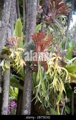 Des fougères de staghorn ont vu pousser sur des branches d'arbres dans le jardin national des orchidées de Singapour. Banque D'Images