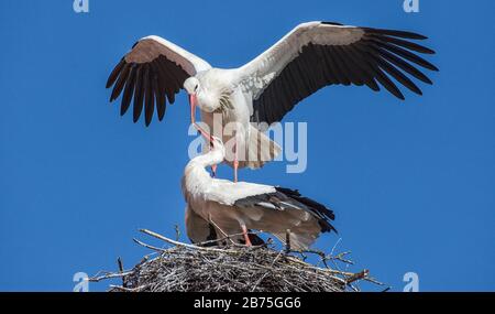 Deux cigognes blanches dans leur nid sur le toit du monastère de Benediktbeuern. [traduction automatique] Banque D'Images