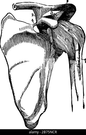 Cette illustration représente l'articulation de l'épaule et Les Ligaments de la Scapula, le dessin de ligne vintage ou l'illustration de gravure. Illustration de Vecteur