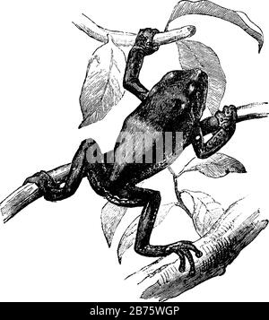 Une grenouille d'arbre perchée sur de nombreuses branches, dessin vintage ou illustration de gravure. Illustration de Vecteur