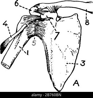 Cette illustration représente les os et les ligaments de l'épaule, le dessin de lignes anciennes ou l'illustration de gravure. Illustration de Vecteur