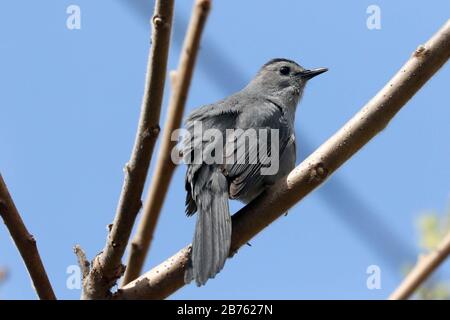 Oiseau-chat gris sur branche d'arbre Banque D'Images