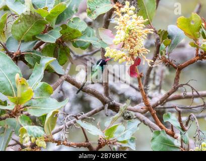 Colibri blanc mâle coloré (Basilinna leucotis) avec un Orange brillant qui planait tout en faisant du Nectar à partir d'une plante à fleurs à Jalisco, Banque D'Images