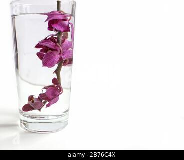 Belles fleurs d'orchidées phalaenopsis violettes, isolées sur fond blanc. Isoler Banque D'Images