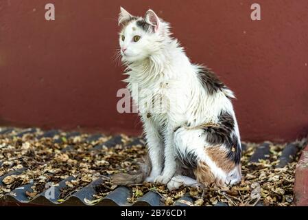 Chat féminin timide debout sur un toit en étain plein de feuilles d'automne avec un fond de couleur brodé Banque D'Images