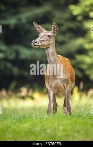 Un arrière de cerf rouge attentif qui se penche de côté et écoute sur un pré en forêt Banque D'Images