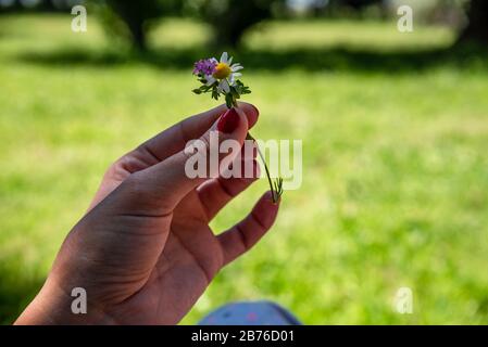 Femme main avec des ongles rouges tenant quelques petites fleurs et champ vert sur le dos Banque D'Images