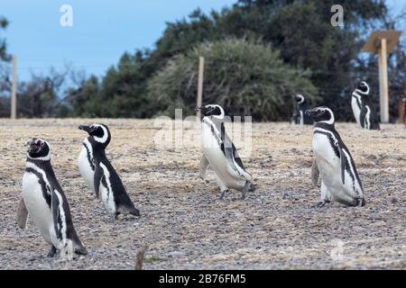 Les pingouins défilent à travers Punta Tombo en Argentine Banque D'Images