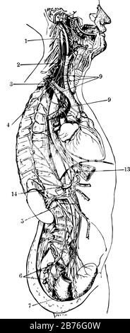 Cette illustration représente la vue générale du système Nerveux Sympathique, le dessin de lignes anciennes ou l'illustration de gravure. Illustration de Vecteur