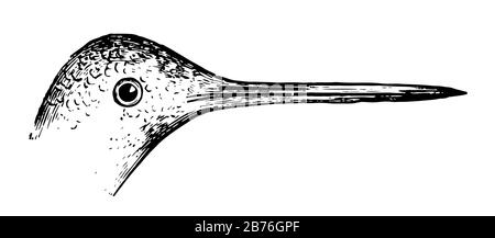 Cette image représente le Beak Hummingbird, le dessin de ligne vintage ou l'illustration de gravure. Illustration de Vecteur