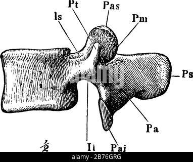 Cette illustration représente Une Vertèbre lombaire, un dessin de lignes vintage ou une illustration de gravure. Illustration de Vecteur