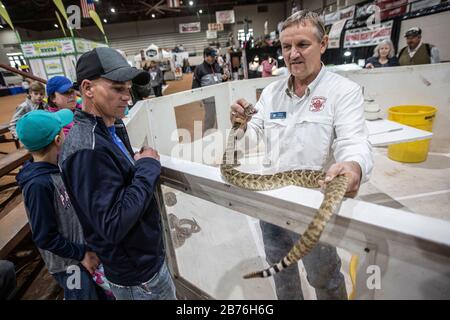 Sweetwater, Texas, États-Unis. 13 mars 2020. Dennis Cumbie, UN Milker de Jaycee Snake Venom, montre un homme un crotale géant. Crédit: Chris Rusanowsky/Zuma Wire/Alay Live News Banque D'Images