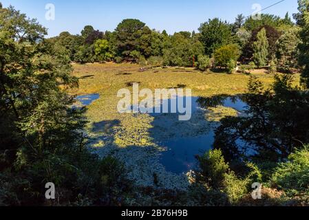 Lac plein de fleurs de lotus et ses feuilles avec un quai dans le fond Banque D'Images